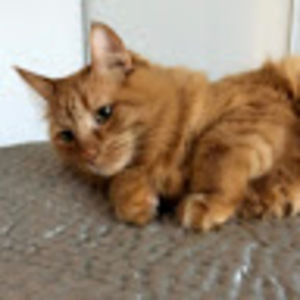 Meet your Posher, Lilly